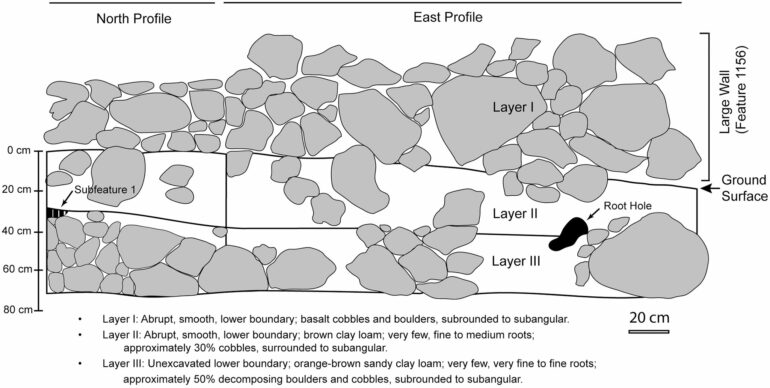 Rare Sāmoan discovery offers clues to origins of inequality