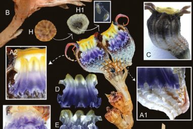 Remarkable new plant species steals nutrients from underground fungi