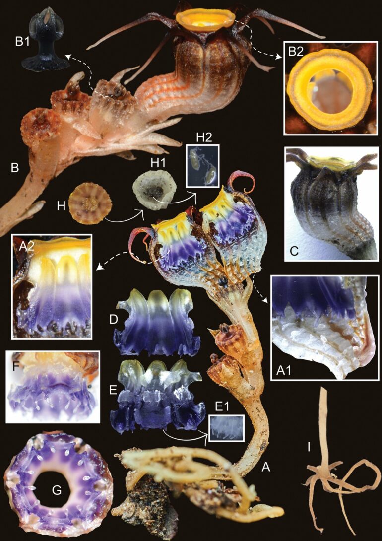 Remarkable new plant species steals nutrients from underground fungi