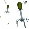 Research reveals plant pathogens repurpose phage elements for ...