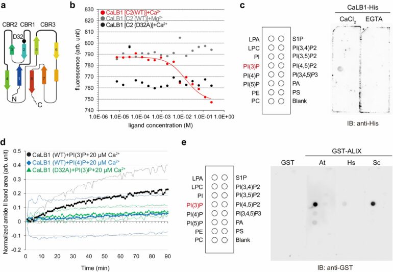 Researchers decode molecular mechanism in plant cellular recycling