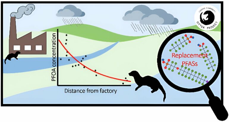 Researchers find 'forever chemicals' in English otters