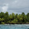 Restored rat-free islands could support hundreds of thousands more ...