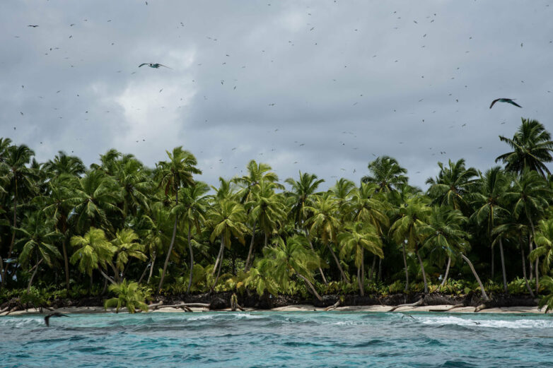 Restored rat-free islands could support hundreds of thousands more ...