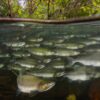 Schooling fish expend less energy in turbulent water compared to ...