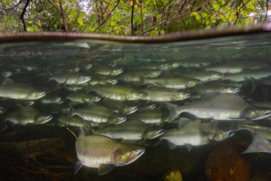 Schooling fish expend less energy in turbulent water compared to ...