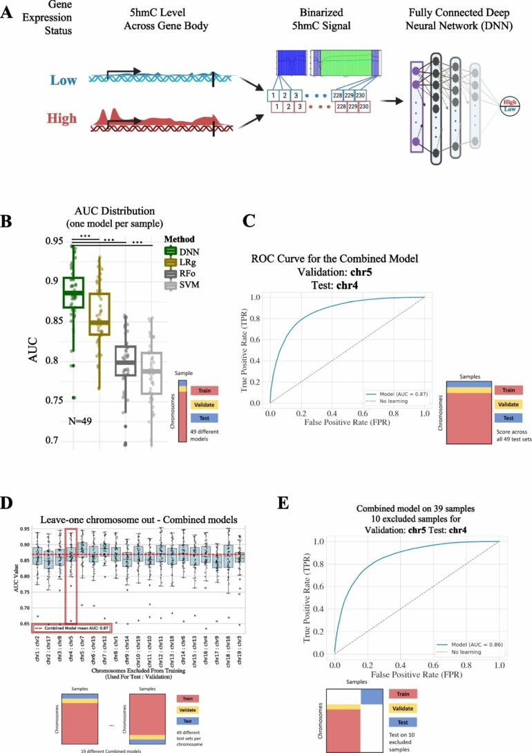 Scientists develop new method to match genes to their molecular ...