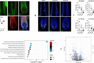 Scientists discover surprising link between ancient biology and ...