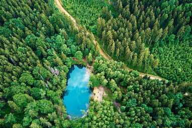 Scientists map biodiversity changes in the world's forests