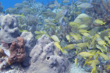 Scientists 'read' the messages in chemical clues left by coral ...