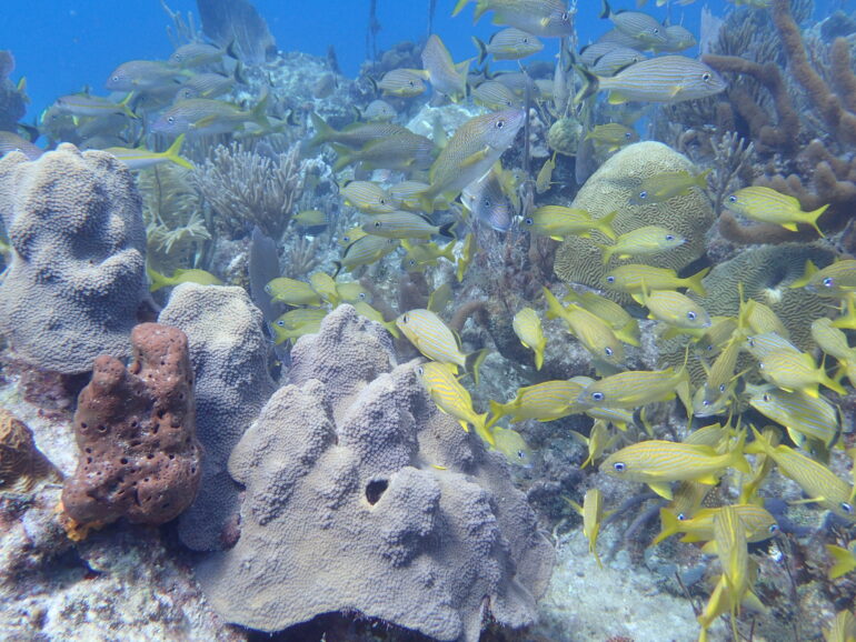 Scientists 'read' the messages in chemical clues left by coral ...