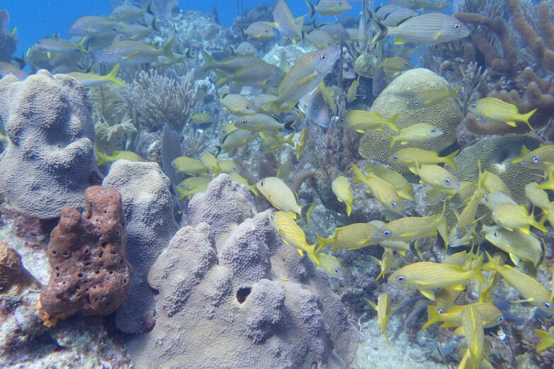Scientists 'read' the messages in chemical clues left by coral ...