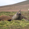 Seals Help Scientists Make Discoveries in Antarctica's ...