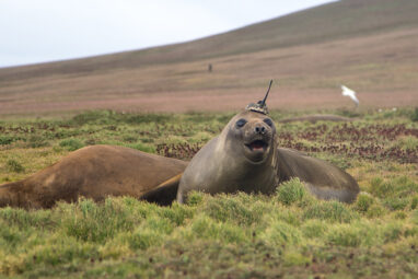 Seals Help Scientists Make Discoveries in Antarctica's ...