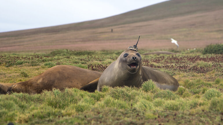 Seals Help Scientists Make Discoveries in Antarctica's ...