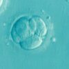 Stem cell study sheds new light on how the human embryo forms