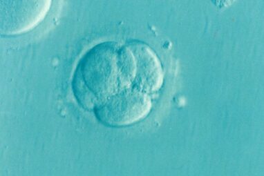 Stem cell study sheds new light on how the human embryo forms