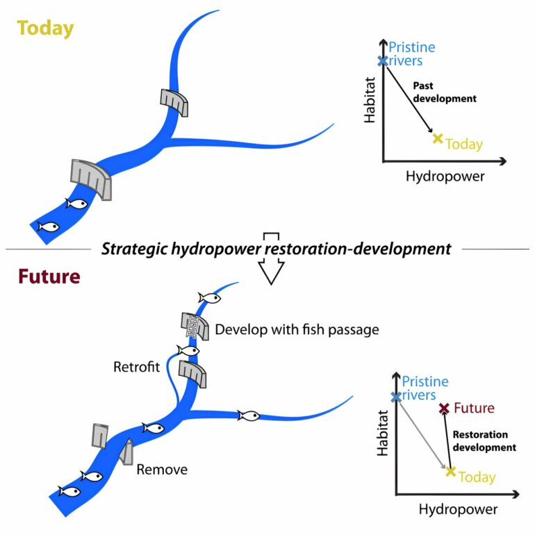 Strategic dam placement can balance hydropower and fish preservation