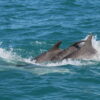 Study finds juvenile dolphins who play together are more ...