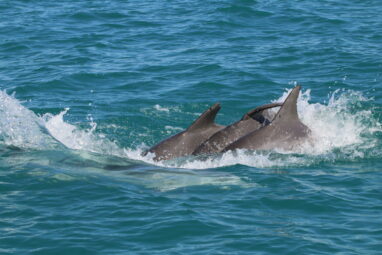 Study finds juvenile dolphins who play together are more ...