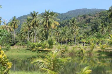 Study finds plants store carbon for shorter periods than thought