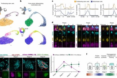 Scientists discover new role of cell cycle in cilia formation
