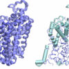 Supercomputing in the age of AI to accelerate protein structure ...
