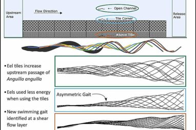 Textured tiles help endangered eels overcome human-made river ...