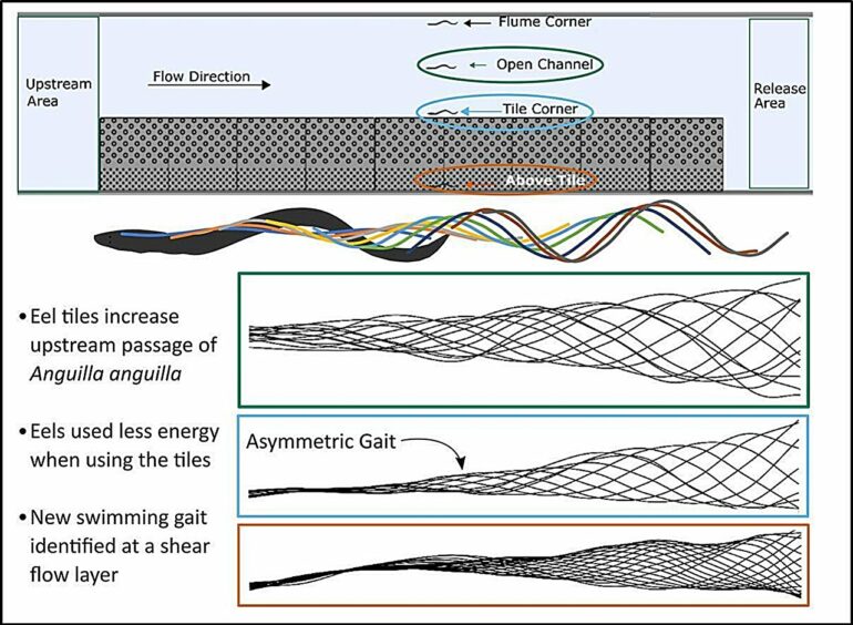 Textured tiles help endangered eels overcome human-made river ...