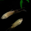 The importance of the paradise fish in evolutionary and behavioral ...