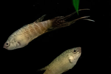 The importance of the paradise fish in evolutionary and behavioral ...