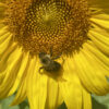 The plants bees need to maintain a healthy diet have been revealed