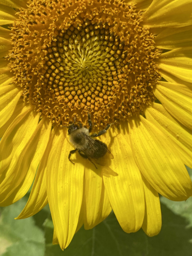 The plants bees need to maintain a healthy diet have been revealed