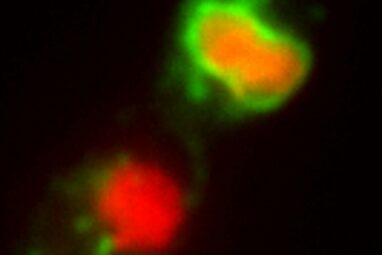 The world's most powerful anti-fungal chemistries cause fungal ...