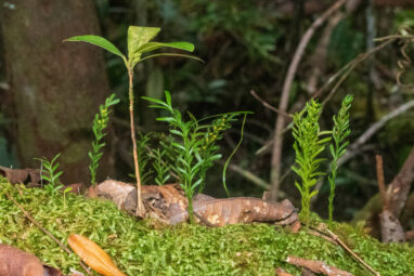 This tiny fern has the largest genome of any organism on Earth