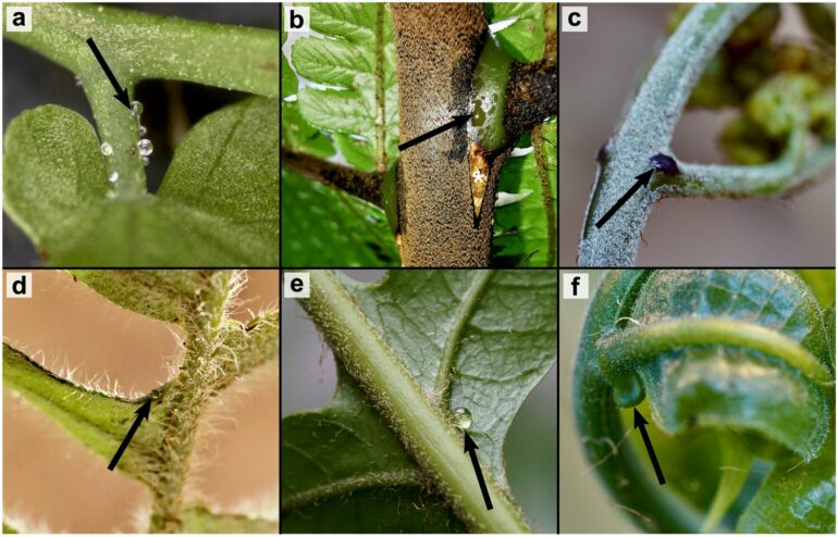 Tracing the evolution of ferns' surprisingly sweet defense strategy