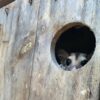 Tree hidey-holes key to helping slow declines of small mammals