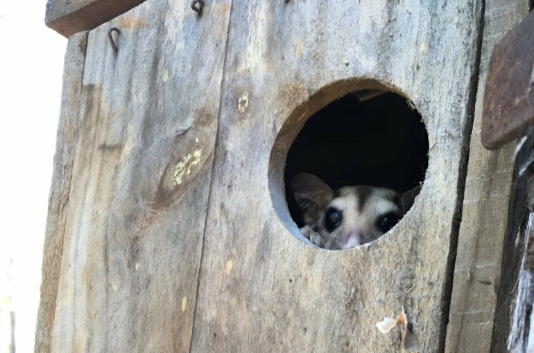 Tree hidey-holes key to helping slow declines of small mammals