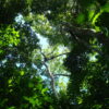 Tropical forests adjust strategies to thrive even when soils are ...