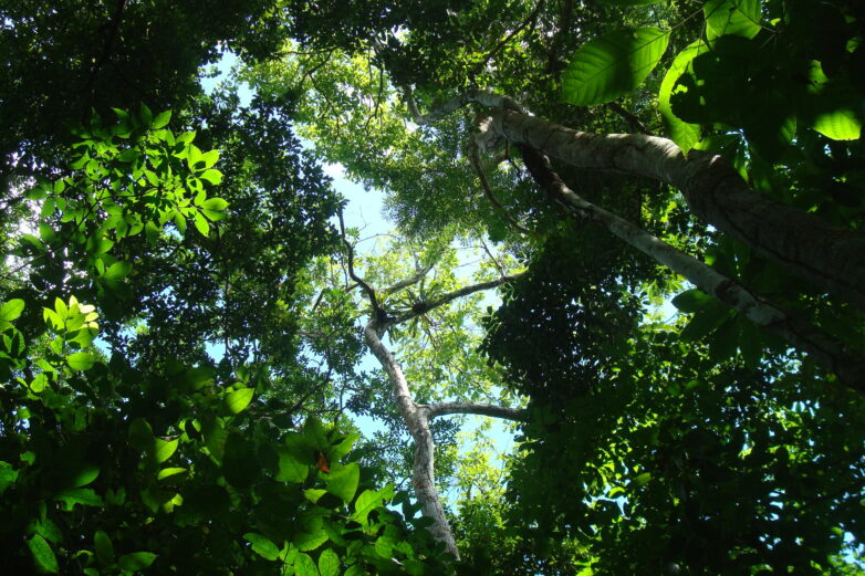 Tropical forests adjust strategies to thrive even when soils are ...