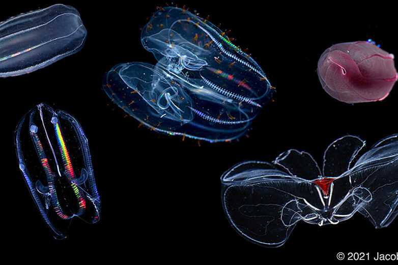 Under pressure: How comb jellies have adapted to life at the ...