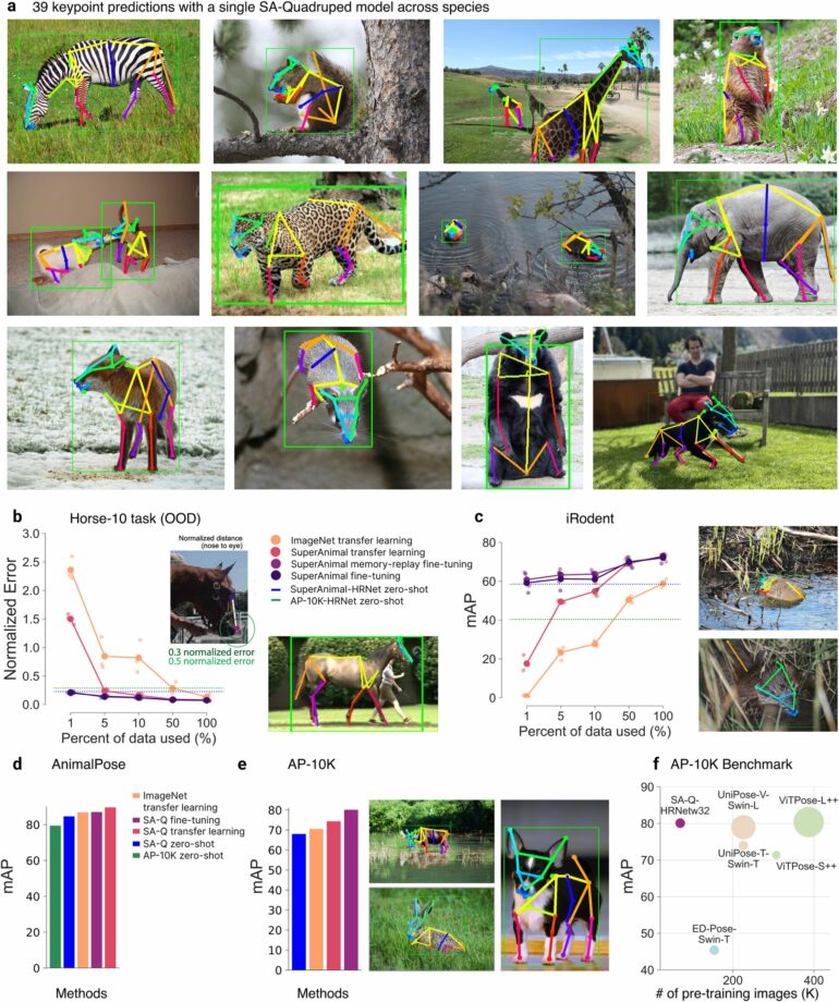 Unifying behavioral analysis through animal foundation models