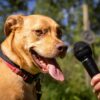Using AI to decode dog vocalizations