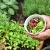 Vegetable gardening can improve health outcomes for cancer ...