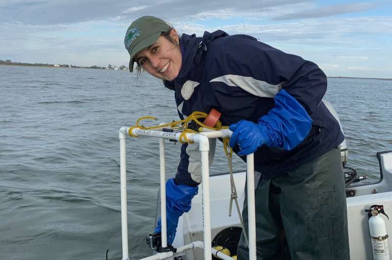 Restored oyster sanctuaries host more marine life