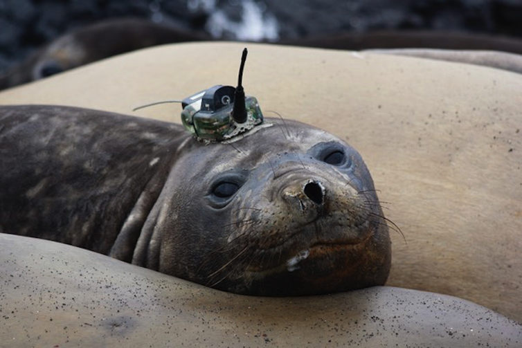 A seal with a small box on its head.