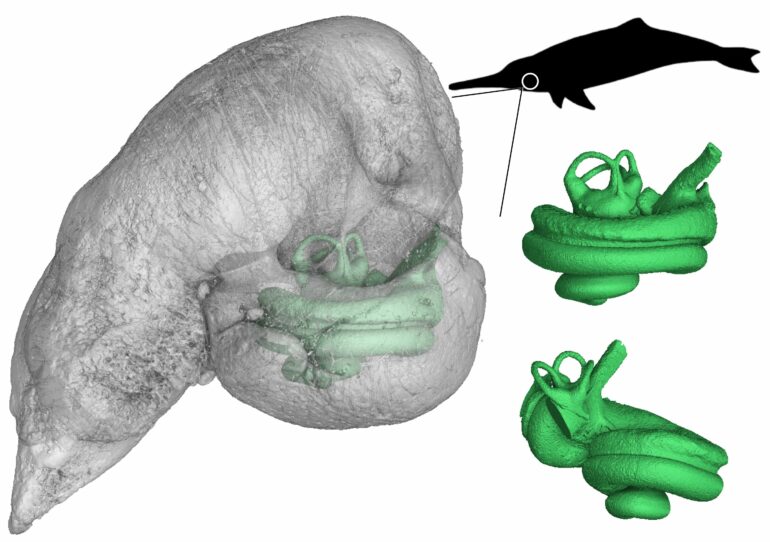 3D models show dolphins already used narrow-band sound waves for ...