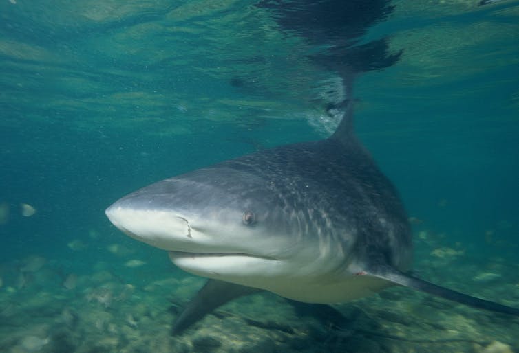 A bull shark swims in shallow water, with its fin just breaking the surface.