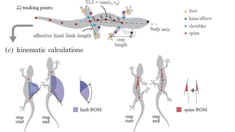 Bio-inspired lizard robot reveals what's needed for optimum locomotion