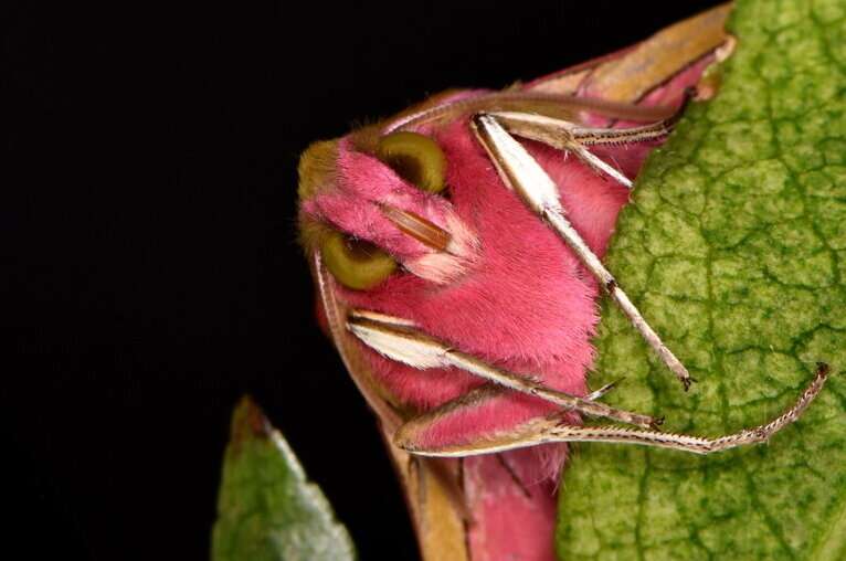 Butterflies accumulate enough static electricity to attract pollen without contact, new research finds